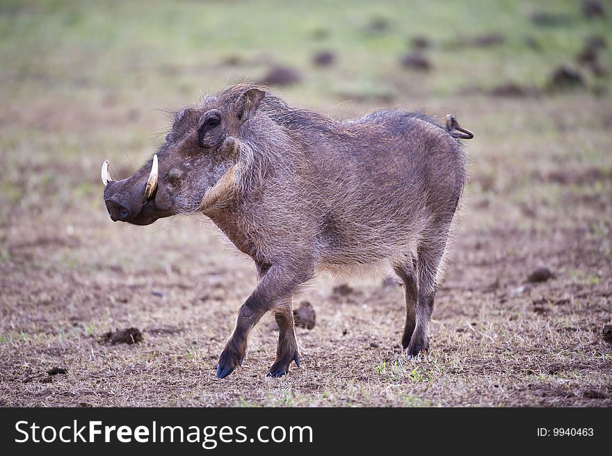 A playful Warthog dances on the plain