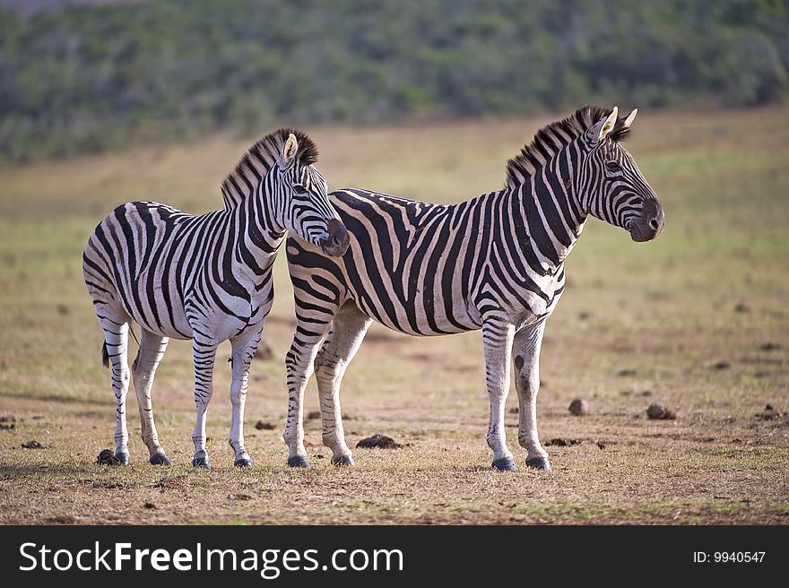 Two healthy Zebra at the waterhole. Two healthy Zebra at the waterhole