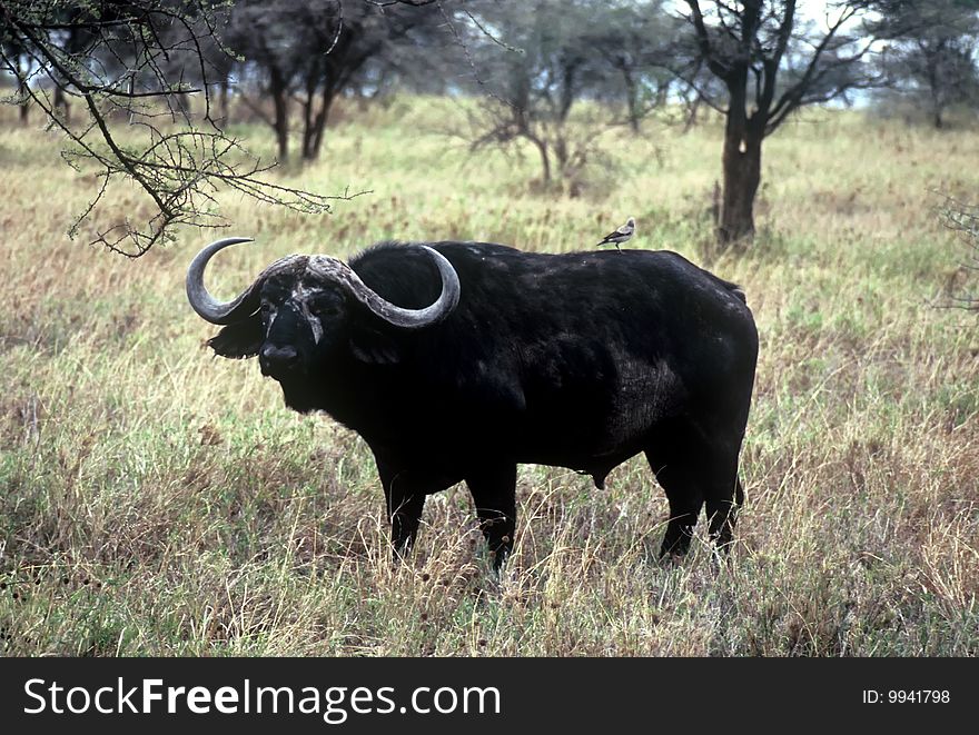 Lonely Buffalo in the Serengeti,Tanzania. Lonely Buffalo in the Serengeti,Tanzania