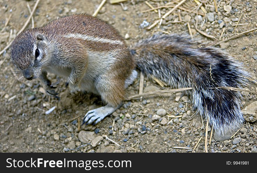 African ground squirrel. Latin name - Xerus inaurus. African ground squirrel. Latin name - Xerus inaurus