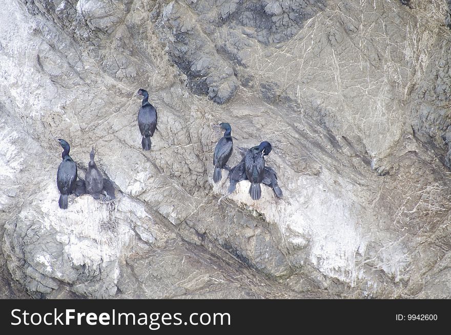 Cormorants nesting on the California Coastline