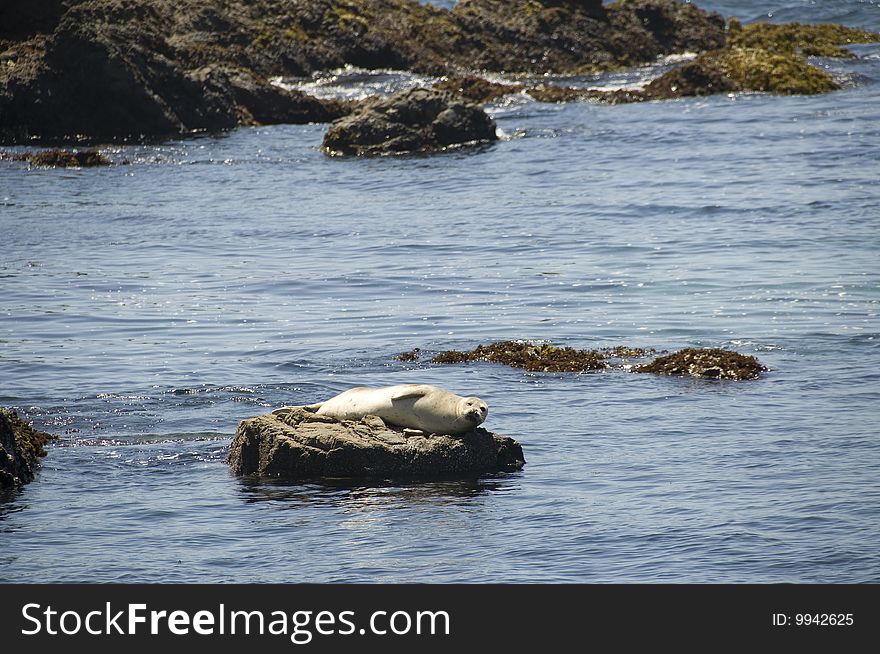 Sea lion on the California Coastline