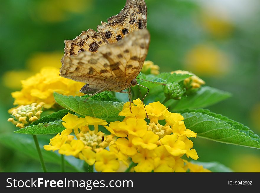 The butterfly is taking in nectar. The butterfly is taking in nectar.