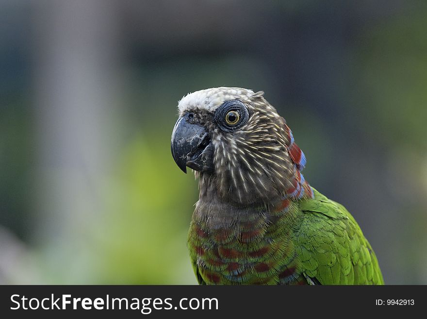 Close up on a parrot (Deroptyus accipitrinus) with lots of colors