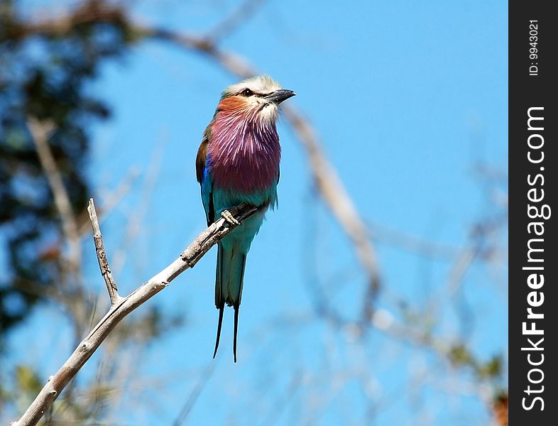 Lilacbreasted Roller (Coracias caudata) in Africa