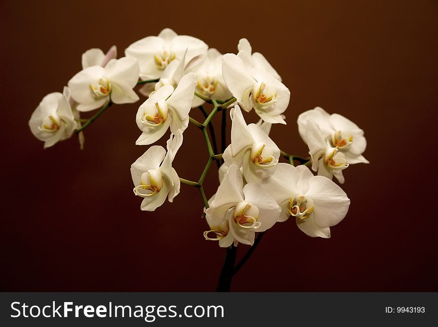 Home. Exotic white flower - orchid. Home. Exotic white flower - orchid.