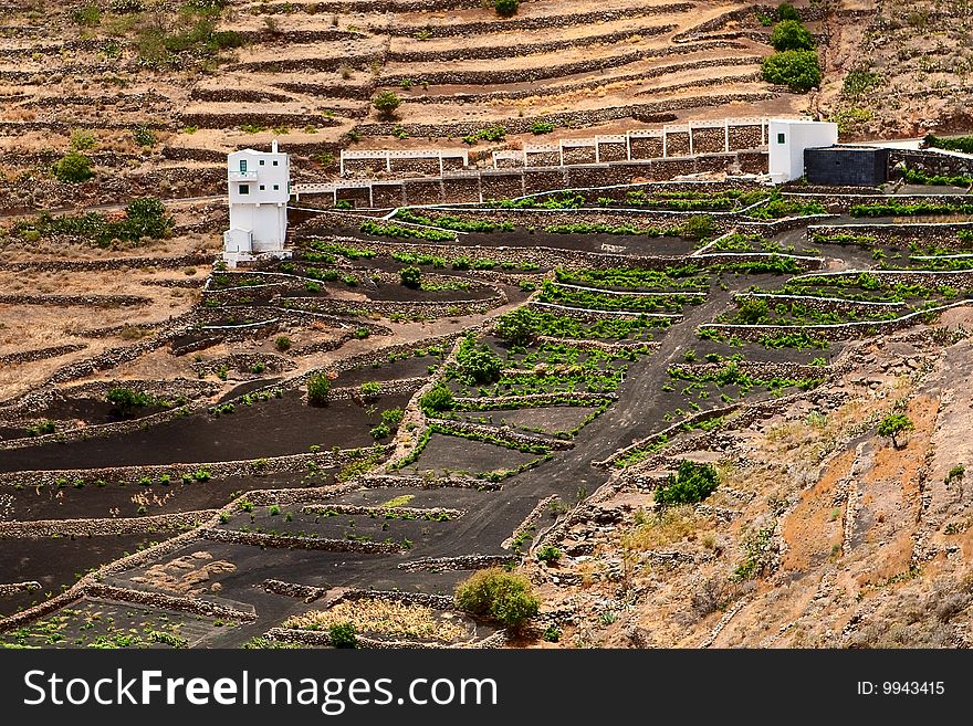 A typical vineyard located on side of volcano, Lanzarote. A typical vineyard located on side of volcano, Lanzarote.