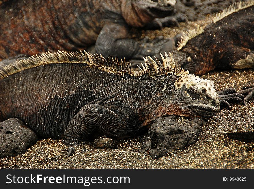 Marine Iguanas resting at the Galapagos Islands, Ecuador.