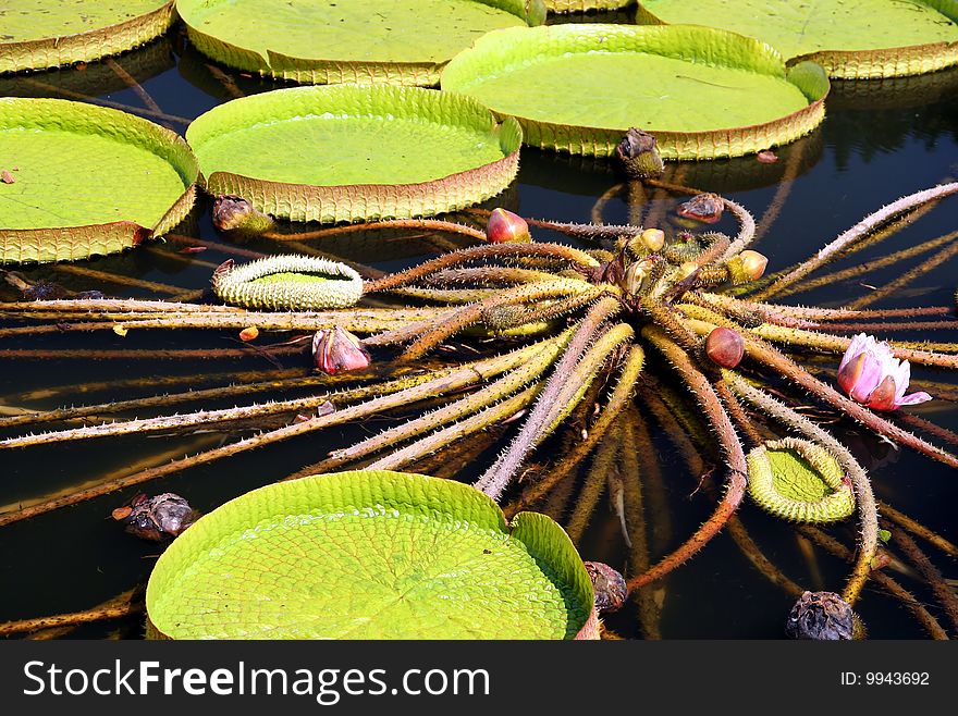 Water lily leaves in botanical garden in China