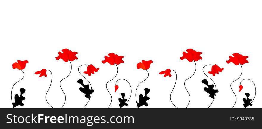 Red poppy on the white background