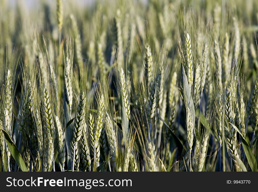 Green spring grains in the rural