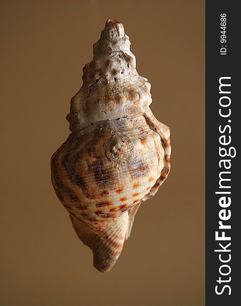 Large seashell isolated on brown background