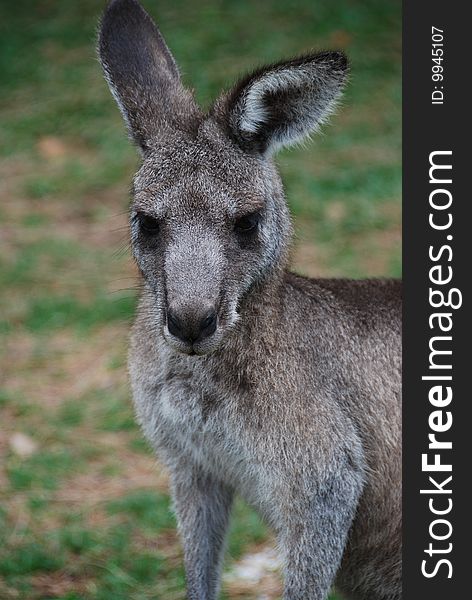 A Kangaroo close up and personal on the South Coast of Sydney Australia