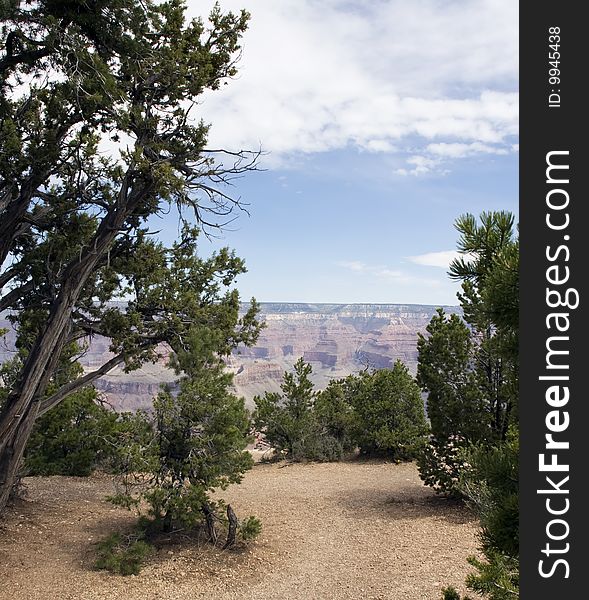 A variety of trees overlook the south rim of the Grand Canyon, Arizona, USA. A variety of trees overlook the south rim of the Grand Canyon, Arizona, USA