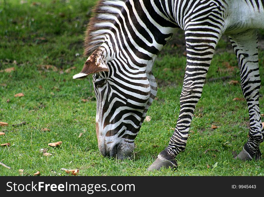 Image of a zebra eating