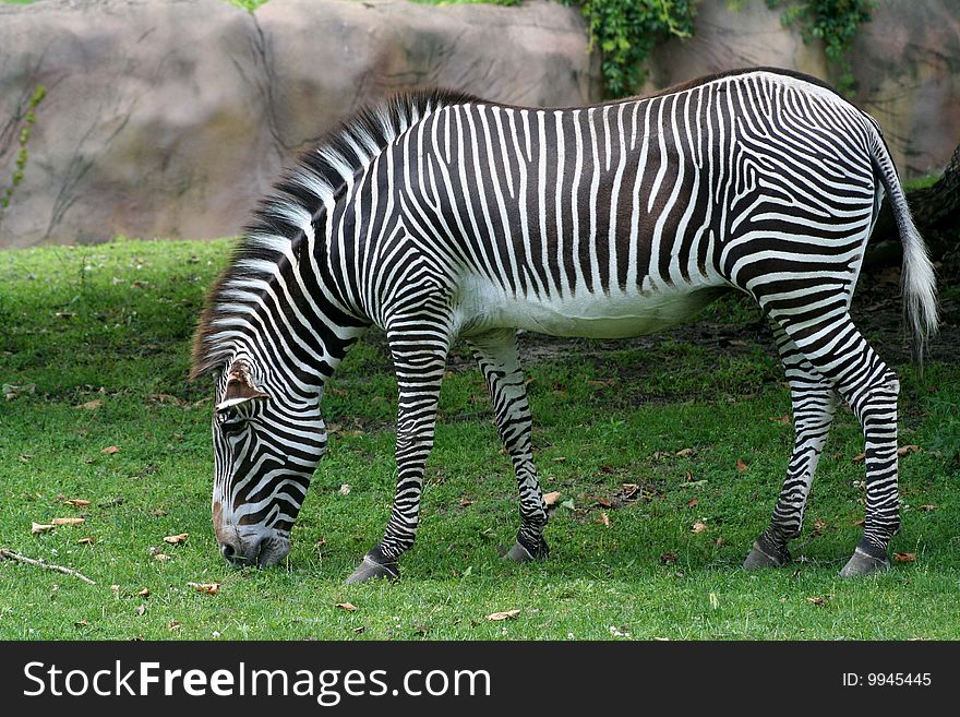 Image of a zebra eating