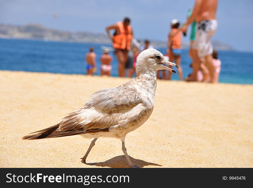 Bird is walking on the beach. Bird is walking on the beach.