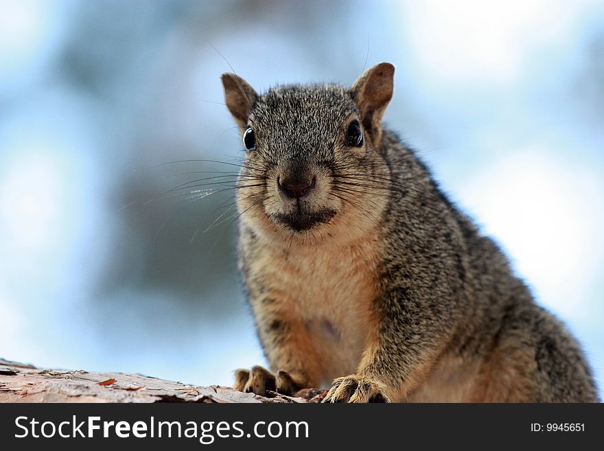 A Fat Smiling Squirrel