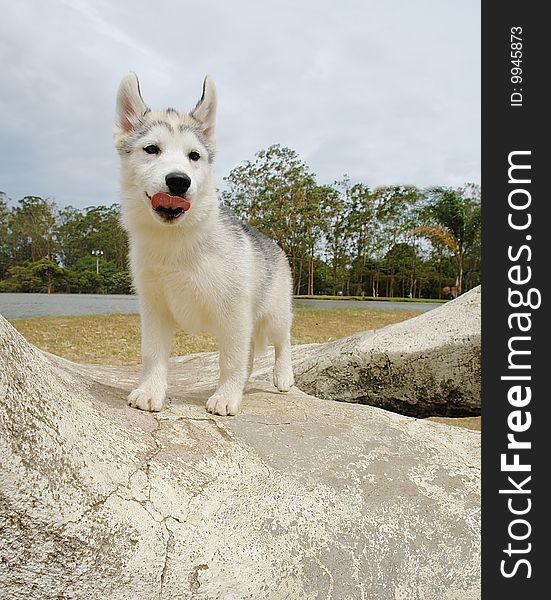 Pure breed siberian husky puppy standing on a rock