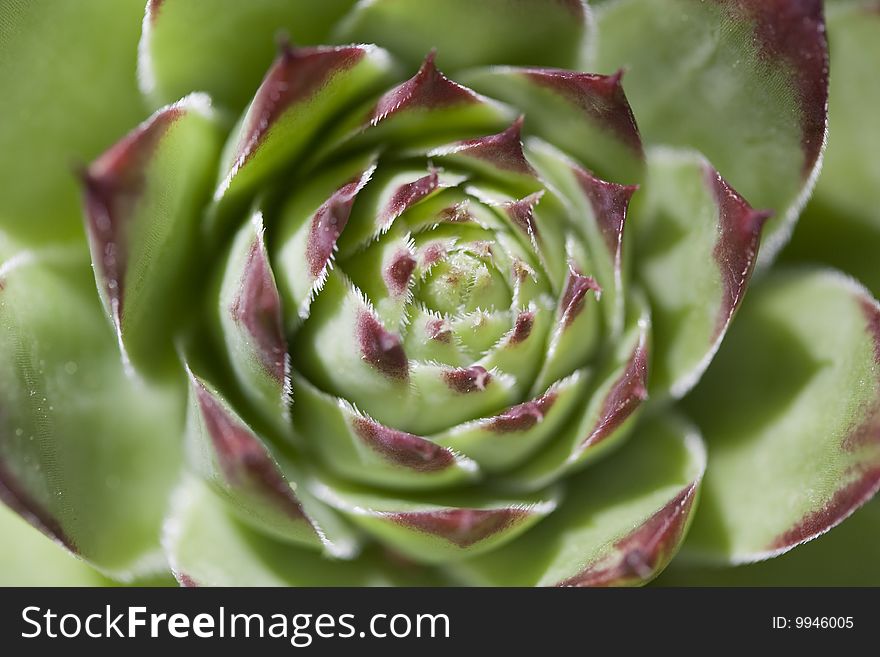 A closeup shot of a succulent