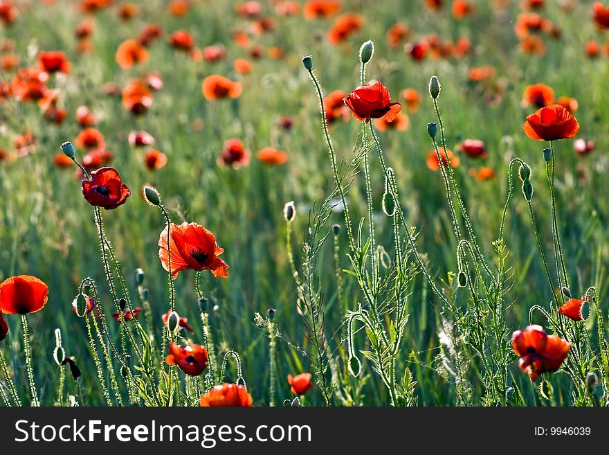 A field of red poppies.