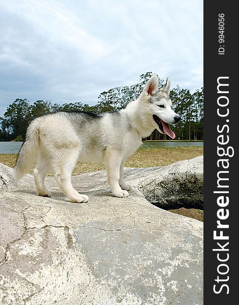 Pure breed siberian husky puppy standing sideways on a rock. Pure breed siberian husky puppy standing sideways on a rock