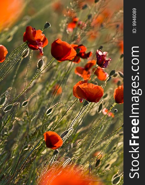 A field of red poppies in summer. A field of red poppies in summer