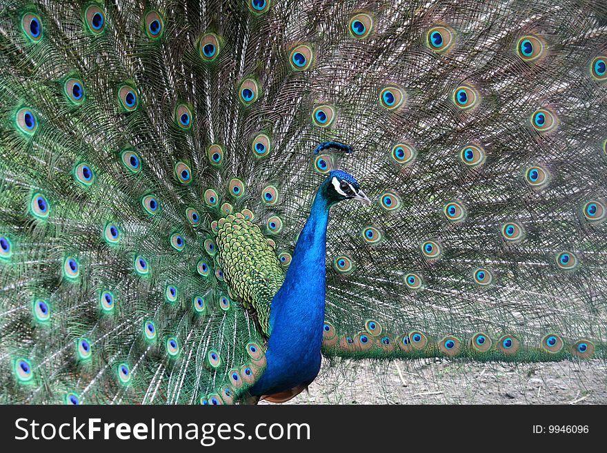 Peacock with its open colorful tail