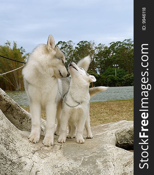 Pure breed siberian husky dog with its puppy. Pure breed siberian husky dog with its puppy