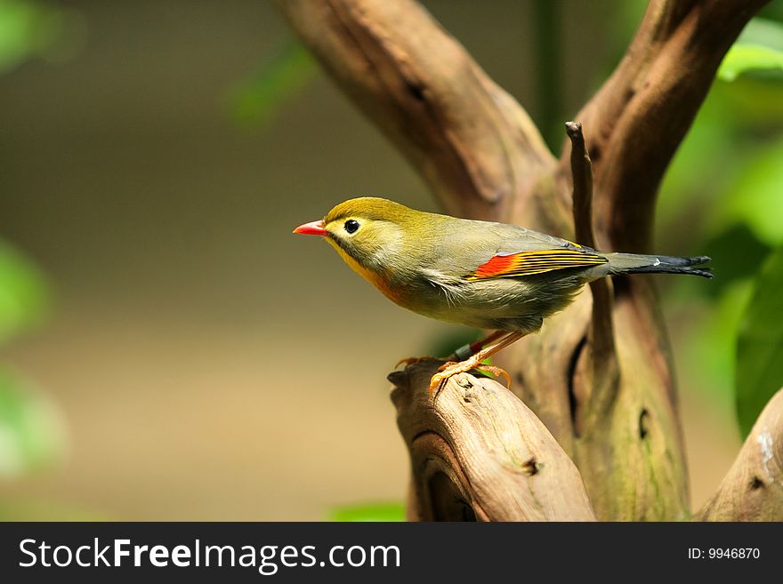 A Variety Of Robin Perched On A Tree