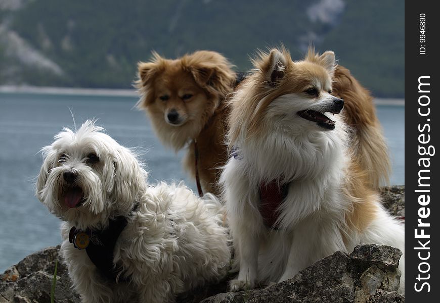 Three dog buddies checking out the view at a mountain lake .it is nice to have a friend to lean on. Three dog buddies checking out the view at a mountain lake .it is nice to have a friend to lean on.