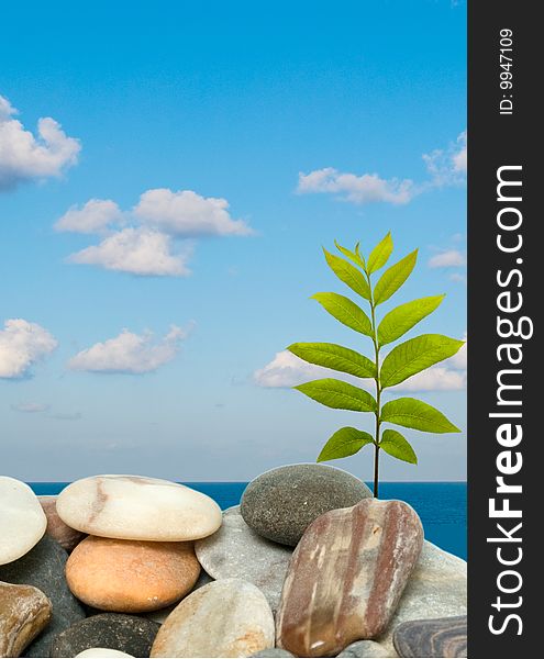 Shoot of tree growing from pebbles on sea shore
