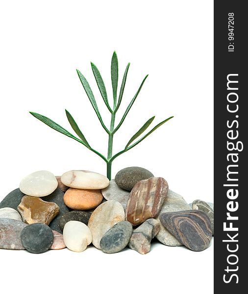 Shoot of tree growing from pebbles