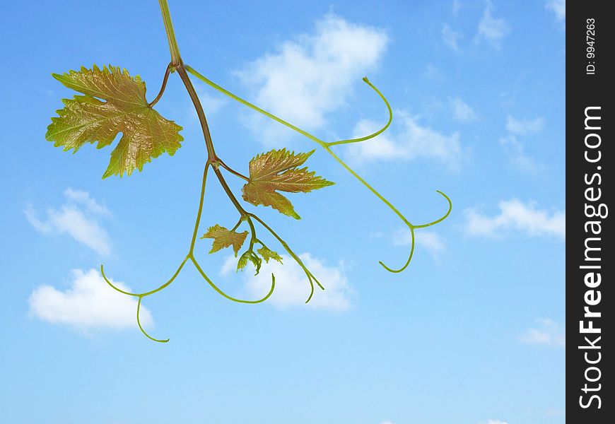 Close up of grapevine  on sky background