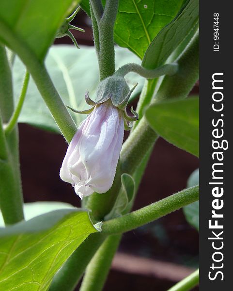Flowering egg-plant of Solanum melongena