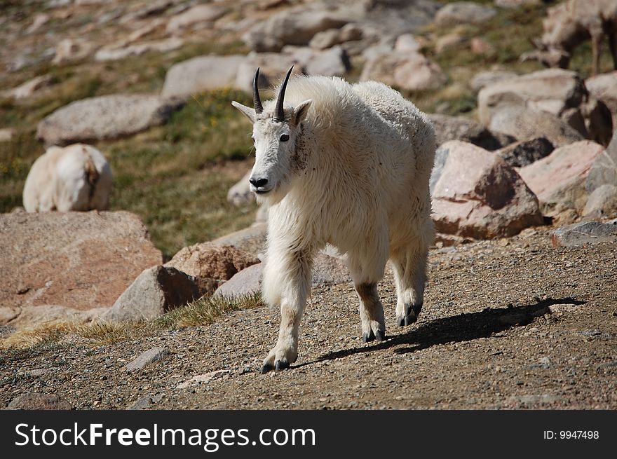 A curious mountain goat from a herd that wandered by us. A curious mountain goat from a herd that wandered by us.