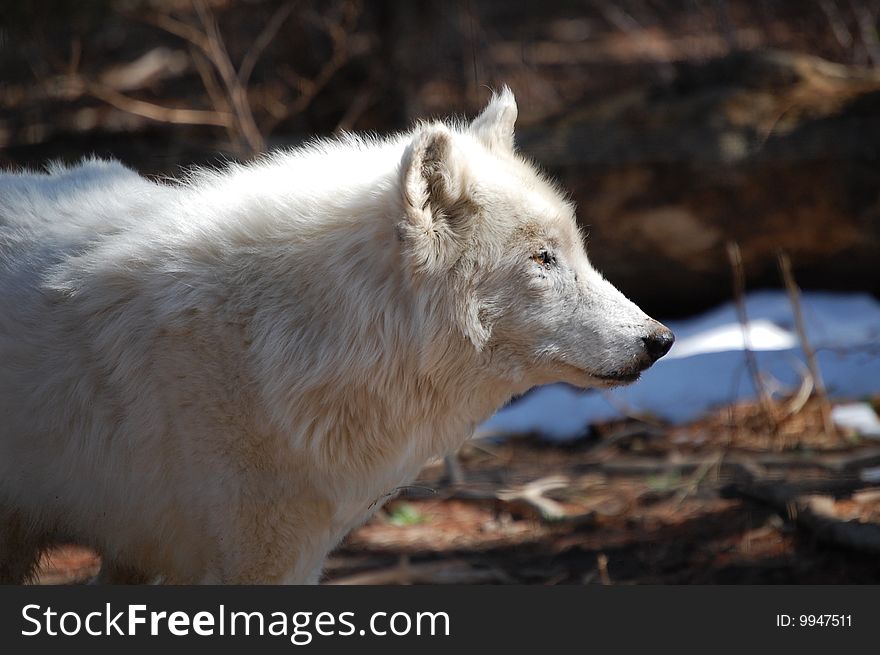 A white wolf stands alert in a woody area. A white wolf stands alert in a woody area.