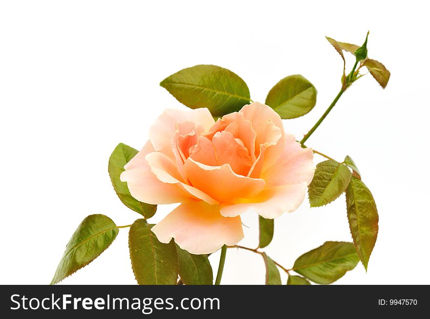 Peach color rose isolated on white background