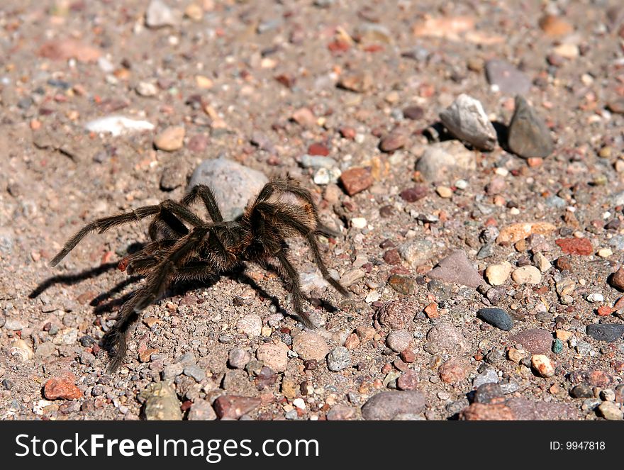 Big hairy and scary patagonian spider moving through pampa