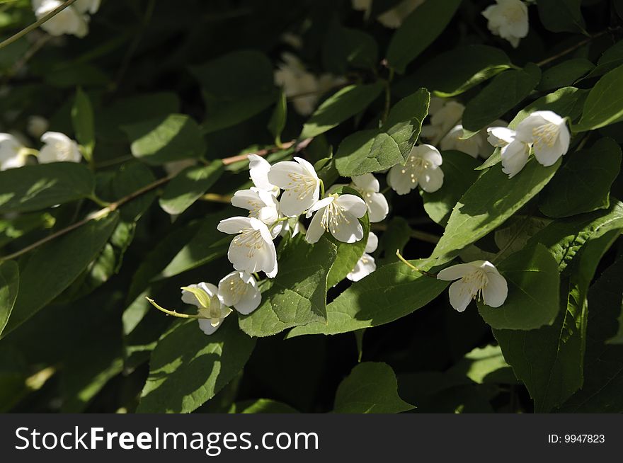 Gentle fragile fragrant flowers jasminÐµ in an environment of violent greens. Gentle fragile fragrant flowers jasminÐµ in an environment of violent greens