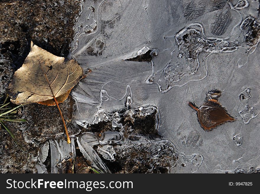 The first ice with the leaves which have frozen in it and a grass. Frosty drawing.