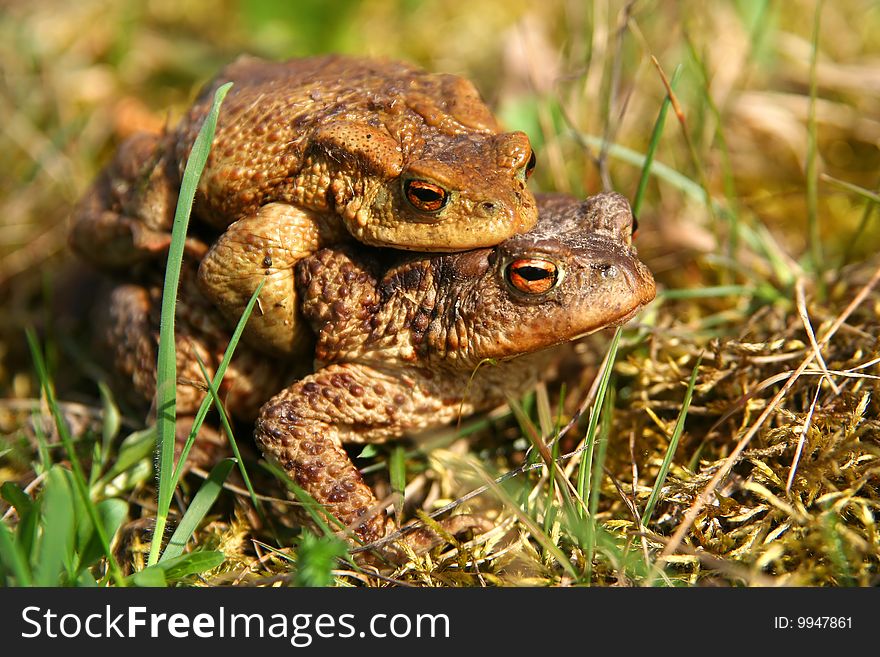 Frogs having sex in the mating season. Frogs having sex in the mating season