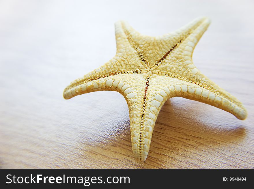 Sea star over background