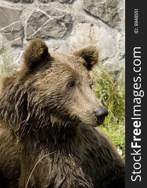 Young wild bear cooling in water on a sunny summer afternoon near Sinaia, Romania. Here bears got used to be fed by tourists and this became a problem both for humans and bears. Canon EOS 1D Mark III camera with Canon EF 24-105 f4 L lens.