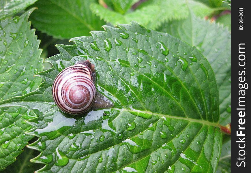 snail on a fresh green wet leaf