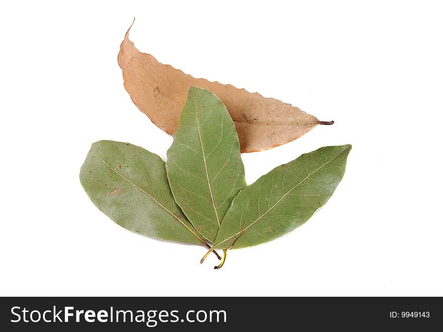 Laurel leaves on a white background. Spices for cooking.