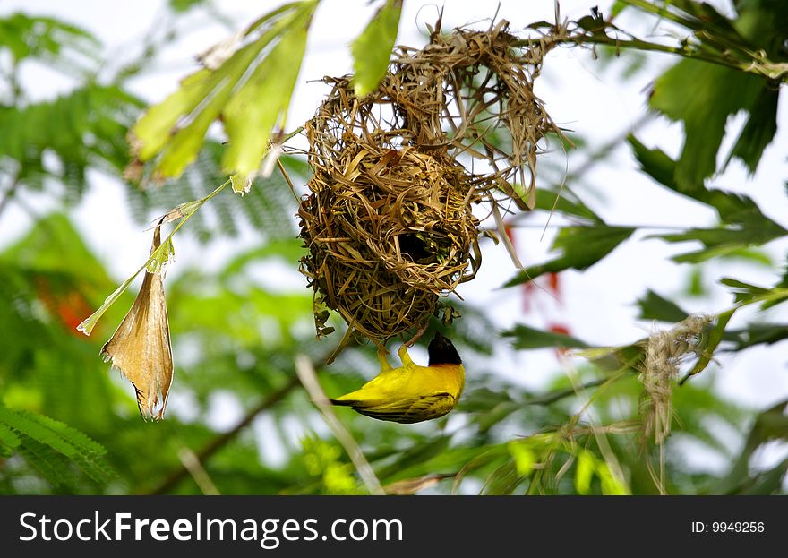 Photo taken in west Africa. Weaver nest in a tropical forest. Photo taken in west Africa. Weaver nest in a tropical forest.