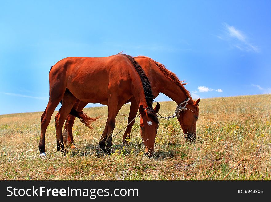 Two horses at the steppe