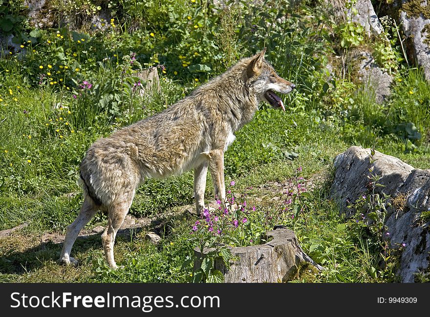 Grey wolf. Latin name - Canis lupus. Grey wolf. Latin name - Canis lupus