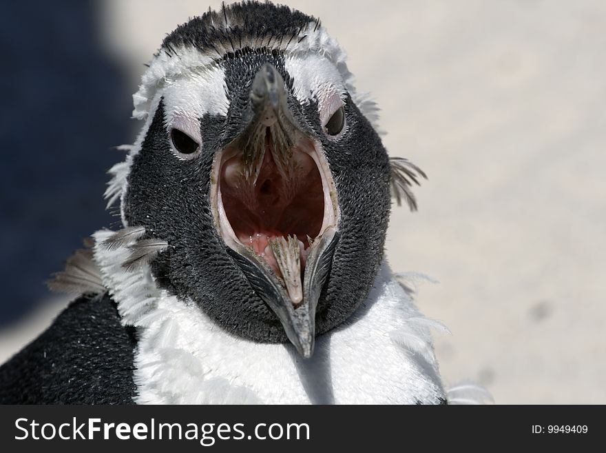 Juvenile pre-moult African Penguin Spheniscus demersus at Boulders Beach, Simonstown, Cape Town, Western Cape, South Africa. Juvenile pre-moult African Penguin Spheniscus demersus at Boulders Beach, Simonstown, Cape Town, Western Cape, South Africa